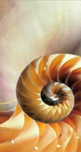 Nautilus Shell
